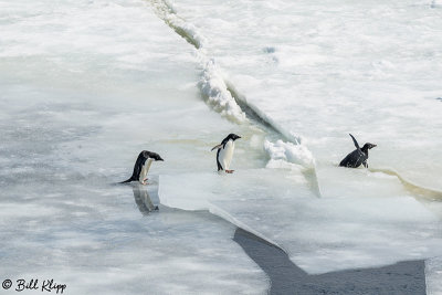 Adelie Penguins, Antarctic Sound  2
