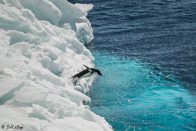 Adelie Penguin, Antarctic Sound  3