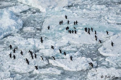 Adelie Penguins, Antarctic Sound  4
