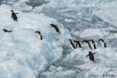 Adelie Penguins, Antarctic Sound  5