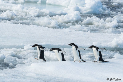 Adelie Penguins, Antarctic Sound  6