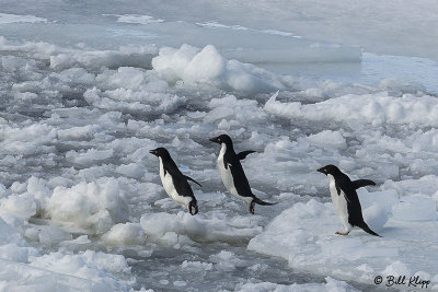 Adelie Penguins, Antarctic Sound  7