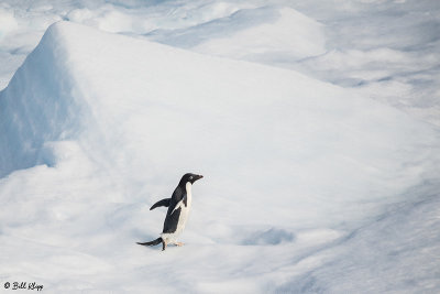 Adelie Penguin, Antarctic Sound  8