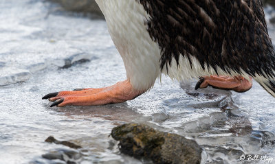 Adelie Penguins, Brown Bluff  4