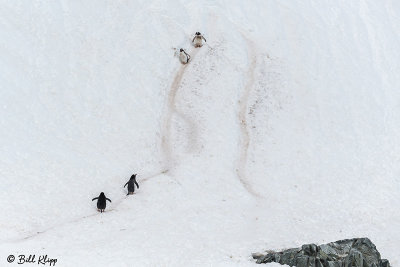 Gentoo Penguins, Cuverville Island  1