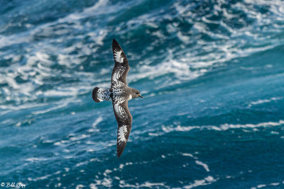 Cape Petel, Drakes Passage  2