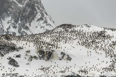 Chin Strap Penguins, Elephant Island  1