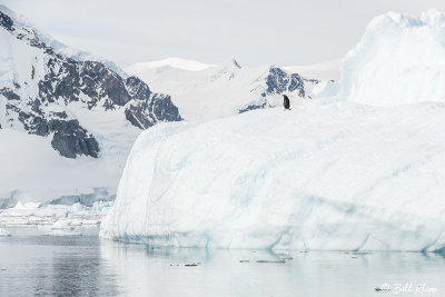 Gentoo Penguin, Antarctica Enterprise Islands  1
