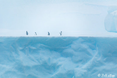 Gentoo Penguins  on Iceberg  1