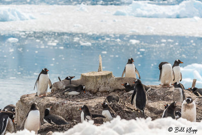 Gentoo Penguins, Neko Harbor  1
