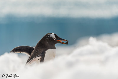 Gentoo Penguin, Neko Harbor  3