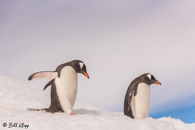 Gentoo Penguins, Neko Harbor  5