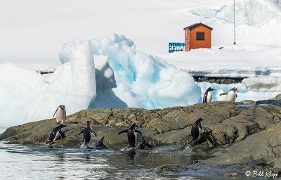 Gentoo Penguins, Paradise Harbor  6