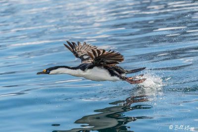 Blue Eyed Shag, Paradise Harbour  2