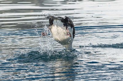 Blue Eyed Shag, Paradise Harbour  3