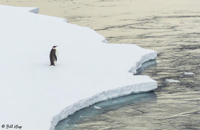 Emperor Penguin, Wilhelmina Bay 5