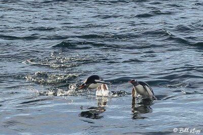 Gentoo Penguins, Wilhelmina Bay  1