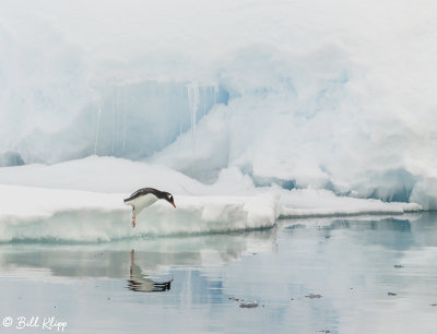 Gentoo Penguin, Wilhelmina Bay  2