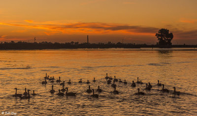 Canada Geese Sunset 9J