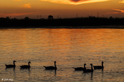 Canada Geese Sunset  8J