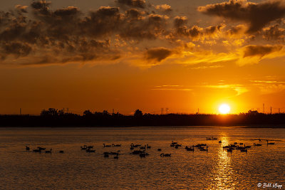 Canada Geese Sunset  7J