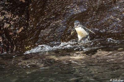 Galapagos Penguins, Isabella Island  1