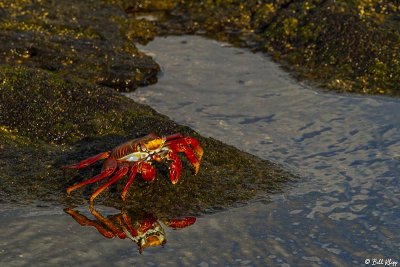 Sally Light-foot Crab, Puerto Egas  1