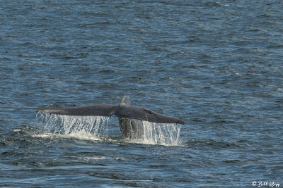 Blue Whale fluke,  Isabela Island  1