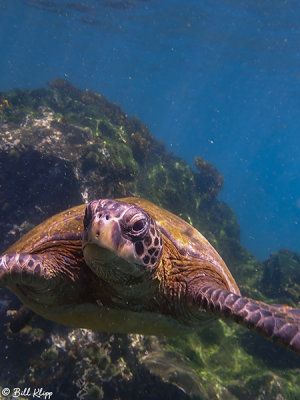 Green Sea Turtle, Fernandina Island 1