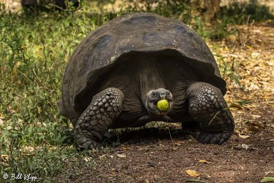 Galapagos Giant Tortoise, Santa Cruz Island  2