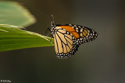 Monarch Butterfly 3
