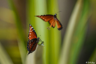 Monarch Butterfly 4