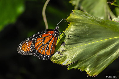 Monarch Butterfly 5