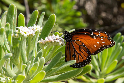 Monarch Butterfly 6