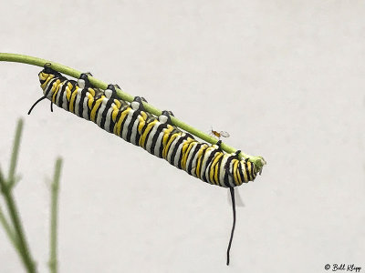 Monarch Butterfly Caterpillar 6