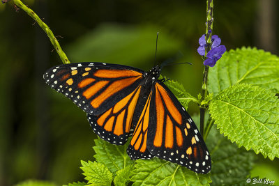 Monarch Butterfly   7