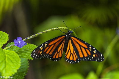 Monarch Butterfly 8