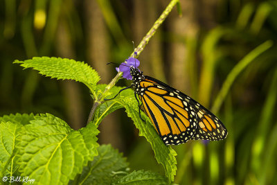 Monarch Butterfly 9