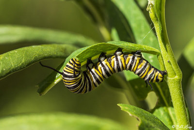 Monarch Butterfly Caterpillar 3