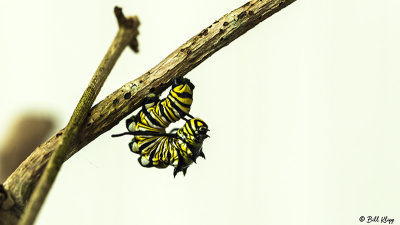 Monarch Butterfly Caterpillar 4