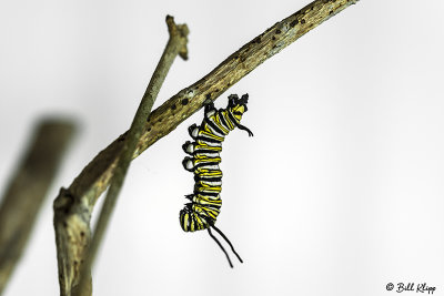 Monarch Butterfly Caterpillar 5
