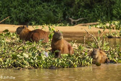 Capybaras, Porto Jofre  2