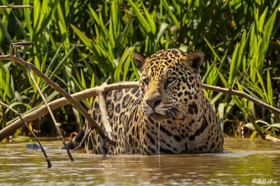 Brazil's Northern Pantanal by Bill Klipp