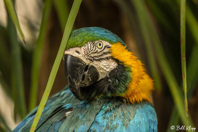Blue & Yellow Macaw, Pousada Piuval  1 
