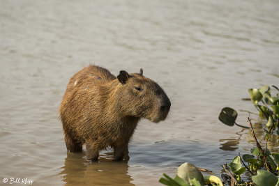 Capybara, Porto Jofre  4