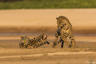 Jaguars, Porto Jofre  11 