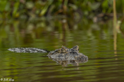 Vacare Caiman, Porto Jofre  9