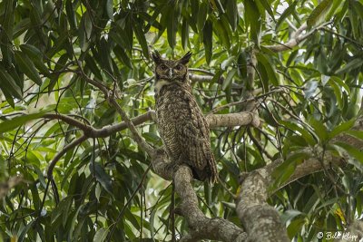 Great Horned Owl,  porto Jofre  1