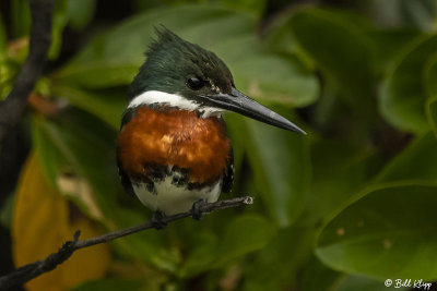 Green Kingfisher, Porto Jofre  4