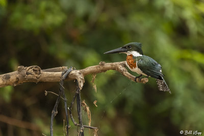 Green Kingfisher, Porto Jofre  7